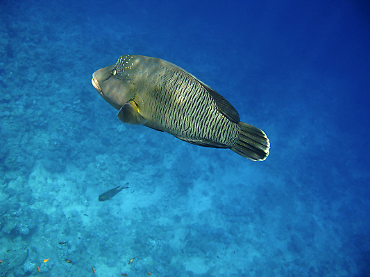 포토 JPG 해외이미지 동물 야생동물 바다 아프리카 자연 휴가 휴식 바닥 이집트 어류 사람없음 물 여름 수중 수영 스노클링 산호 다이빙 암초 발견 깊이 동물상 이국적 해외포토 자연요소 계절 나라 컨셉 조형물 수중동물 수상스포츠 자포동물 생태계 수중스포츠 파일형식 이미지허브