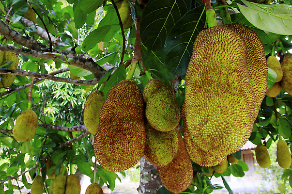 포토 JPG 해외이미지 나무 식물 음식 농업 과일 자연 건강 사람없음 초록색 성장 달콤 맛 먹이 과수원 설탕 순수 원예 영양 밭일 맛있는 해외포토 산업 컬러 컨셉 취미 생태계 파일형식 이미지허브