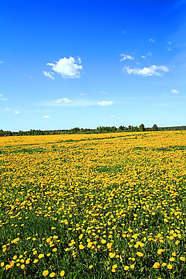 포토 JPG 해외이미지 주간 꽃밭 하늘 사람없음 야외 민들레 해외포토 자연요소 꽃 파일형식 이미지허브