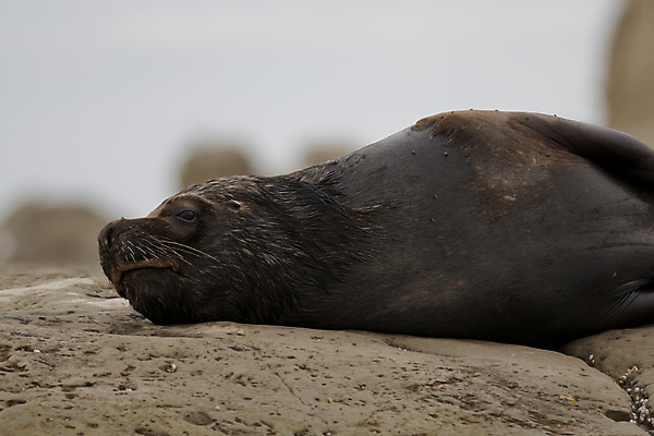 포토 JPG 해외이미지 동물 남자 야생동물 바다 포유류 자연 사람없음 갈색 남아메리카 아르헨티나 해외포토 컬러 아메리카 사람 생태계 파일형식 이미지허브