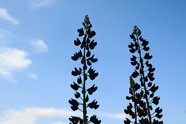 포토 JPG 해외이미지 식물 계절 꽃잎 꽃 줄기 백그라운드 잎 꽃무늬 밭 자연 사람없음 야외 장식 초록색 파란색 뷰티 머리 정원 봄 들꽃 벚꽃 흰색 신선 화려 자르기 묘사 오브젝트 싱글 원예 고립 해외포토 컬러 컨셉 무늬 농업 모션 취미 신체부위 생태계 파일형식 이미지허브
