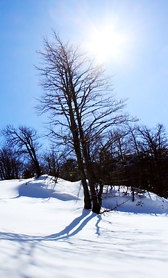 포토 JPG 해외이미지 나무 계절 여행 백그라운드 겨울 자연 하늘 휴가 스키 산 파노라마 풍경 사람없음 야외 목재 파란색 빛 햇빛 뷰티 냉동 얼음 침묵 추위 흰색 숲 휴양지 서리 알프스 장면 절정 폭설 눈내림 해외포토 자연요소 식물 유럽 컬러 재료 겨울스포츠 눈_날씨 촬영기법 태양 소리 장소 자연재해 생태계 파일형식 이미지허브