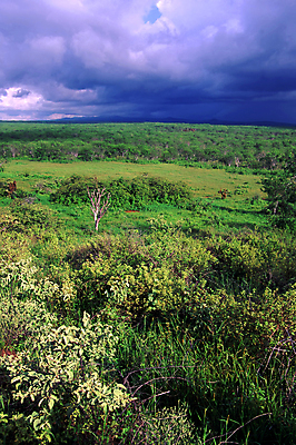 포토 JPG 해외이미지 나무 식물 구름 공원 섬 여행 자연 날씨 선인장 풍경 사람없음 야외 초록색 산타클로스 환경 미국 침묵 황무지 남아메리카 장면 지역 폭풍 에콰도르 갈라파고스 서식지 남쪽 내추럴 강렬 생태학 전국 해외포토 자연요소 공공시설 교육 컬러 크리스마스 북아메리카 아메리카 소리 방향 생태계 파일형식 이미지허브