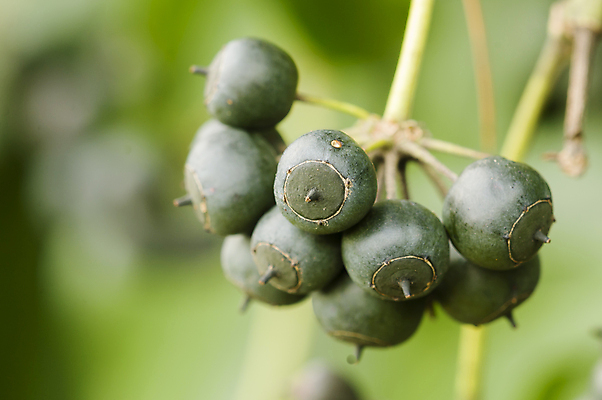 포토 JPG 해외이미지 식물 계절 열매 백그라운드 잎 농업 과일 자연 포도 사람없음 초록색 봄 신선 다발 포도나무 아이비 상록수 내추럴 해외포토 산업 컬러 과일나무 생태계 파일형식 이미지허브