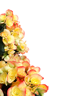 포토 JPG 해외이미지 식물 꽃잎 꽃 꽃다발 자연 휴가 프레임 사람없음 뷰티 성장 심기 국경 해외포토 모션 생태계 파일형식 이미지허브