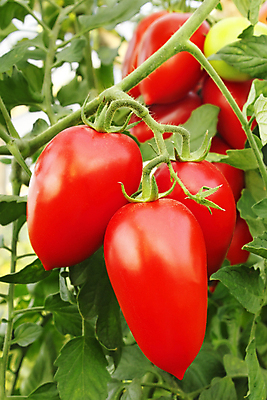 포토 JPG 해외이미지 식물 음식 줄기 백그라운드 잎 농업 토마토 채소 건강 사람없음 빨간색 초록색 여름 농작물 농장 정원 수확 성장 나뭇가지 신선 그룹 선택 맛 큼 다발 먹기 가득함 유기농 날것 국산 내추럴 숙성 식욕 온실 채식주의자 세련 맛있는 해외포토 나무 웰빙 계절 산업 컬러 컨셉 모션 크기 채식 파일형식 이미지허브