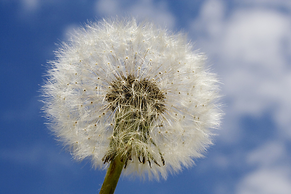 포토 JPG 해외이미지 주간 로우앵글 꽃밭 하늘 근접촬영 사람없음 야외 아웃포커스 민들레 민들레홀씨 해외포토 자연요소 꽃 뷰포인트 촬영기법 파일형식 이미지허브