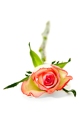 포토 JPG 해외이미지 식물 1 기념일 꽃잎 꽃 분홍색 결혼 백그라운드 잎 꽃무늬 자연 휴가 발렌타인데이 선물 사랑 이벤트 사람없음 빨간색 초록색 뷰티 장미 낭만 벚꽃 흰색 축하 신선 개화 싱글 부드러움 내추럴 고립 해외포토 감정 컬러 컨셉 무늬 데이이벤트 감각 생태계 파일형식 이미지허브