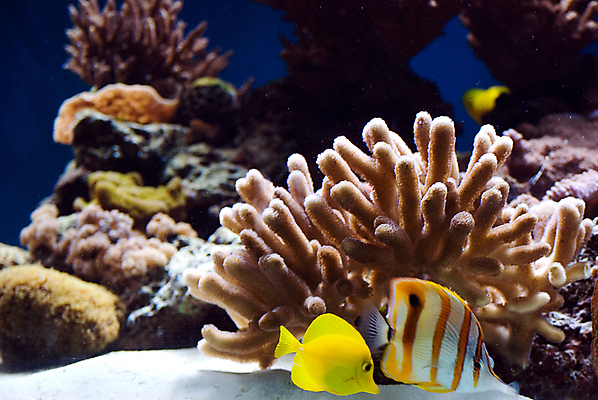 포토 JPG 해외이미지 동물 꽃 야생동물 바다 섬 여행 자연 휴가 어류 취미 사람없음 빨간색 물 파란색 컬러풀 뷰티 노란색 정원 수중 수영 거품 스노클링 산호 잠수부 그림 다이빙 발리 인도네시아 암초 수족관 몰디브 깊이 소금물 이국적 해외포토 자연요소 식물 아시아 컬러 수중동물 수상스포츠 자포동물 전문직 생태계 수중스포츠 파일형식 이미지허브