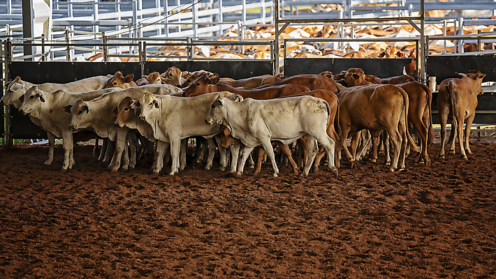 포토 JPG 해외이미지 동물 스포츠 포유류 사람없음 경쟁 경기장 목장 업무 소 승마 호주 군중 자르기 다발 먼지 점수 대회 로데오 도우미 라이더 서쪽 해외포토 컨셉 스포츠시설 모션 사람 작업 오세아니아 방향 파일형식 이미지허브