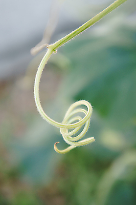 포토 JPG 해외이미지 식물 야생동물 선 돈 패턴 곡선 자연 새로움 나선형 매달리기 미술 사람없음 장식 초록색 봄 활발 들꽃 성장 소용돌이 나뭇가지 신선 구부린 숲 뿌리 포도나무 내추럴 모종 처음 해외포토 나무 동물 계절 꽃 컬러 컨셉 무늬 모션 문화예술 회오리 재산 과일나무 생태계 파일형식 이미지허브