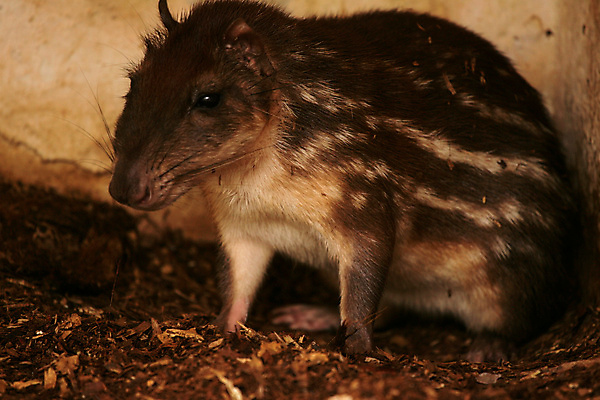 포토 JPG 해외이미지 동물 척추동물 야생동물 패턴 포유류 파충류 아프리카 자연 하늘 초식동물 바람 생물 동물원 사람없음 초록색 줄무늬 다양 황무지 승차 설치류 생물학 얼룩말 내추럴 동물상 보호구역 사바나 전국 초식 해외포토 자연요소 교육 나라 컬러 다수 무늬 모션 날씨 조형물 말_동물 생태계 구역 파일형식 이미지허브