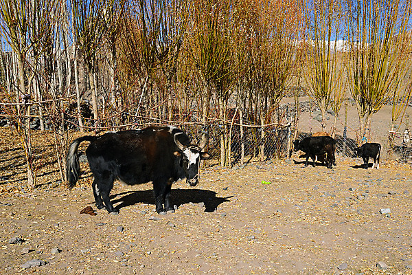 포토 JPG 해외이미지 동물 공원 아시아 밭 농업 포유류 자연 산 털 뿔 초원 사람없음 야외 농장 머리 가축 힘 흰색 시골 황무지 소 큼 모피 고도 황소 산악지대 양모 히말라야 해외포토 공공시설 나라 산업 컬러 신체부위 직물 크기 생태계 파일형식 산맥 이미지허브