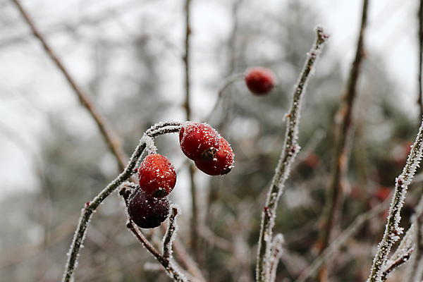 포토 JPG 해외이미지 나무 식물 계절 열매 겨울 과일 자연 날씨 풍경 사람없음 야외 목재 빨간색 뷰티 갈색 환경 냉동 얼음 추위 흰색 나뭇가지 숲 시원함 크리스탈 서리 장면 온도 내추럴 반투명 생태학 해외포토 자연요소 교육 컬러 재료 광석 생태계 파일형식 이미지허브