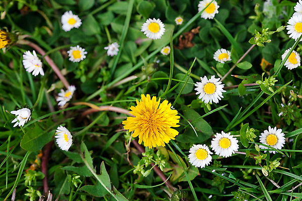 포토 JPG 해외이미지 주간 꽃밭 사람없음 야외 하이앵글 민들레 데이지 해외포토 자연요소 꽃 뷰포인트 파일형식 이미지허브
