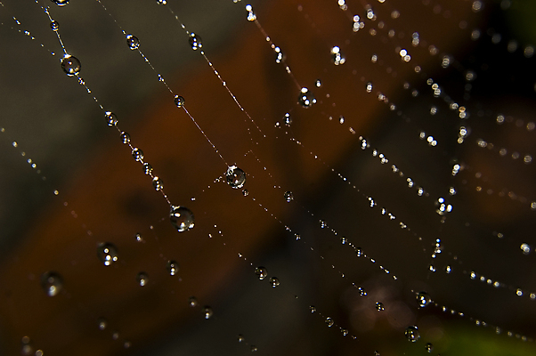 포토 JPG 해외이미지 디자인 계절 공원 곤충 백그라운드 패턴 목걸이 자연 아침 추상 전등 사람없음 야외 그래픽 물 빛 세계 반사 검은색 웹 할로윈 젖음 가을 물방울 잡기 원형 그물 네트워크 실 떨어짐 이슬 위험 크리스탈 실크 묘사 질감 회전 거미 올가미 내추럴 고립 해외포토 주간 자연요소 도형 동물 공공시설 컬러 컨셉 무늬 인터넷 장신구 모션 조명 직물 광석 생태계 파일형식 이미지허브