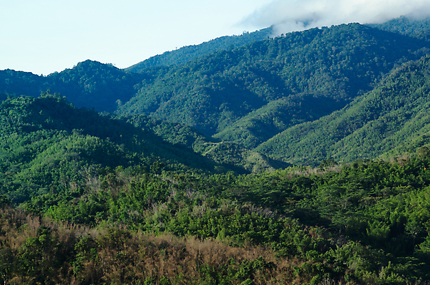 포토 JPG 해외이미지 나무 식물 아시아 도로 여행 백그라운드 낙엽 잎 자연 아침 산 풍경 사람없음 야외 초록색 여름 태양 환경 침묵 트래킹 안개 성장 시골 소나무 숲 뿌리 장면 지역 굴곡 방법 파라다이스 해외포토 주간 자연요소 계절 나라 길 컬러 교통시설 레저 날씨 소리 생태계 파일형식 이미지허브