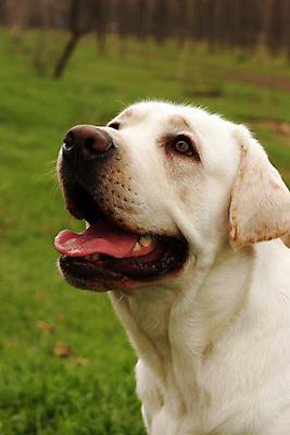 포토 JPG 해외이미지 식물 동물 응시 계절 공원 꽃잎 잎 자연 사람없음 야외 빨간색 초록색 여름 반려동물 태양 맑음 봄 활발 기쁨 가을 관찰 신선 개 리트리버 강아지 래브라도리트리버 유래 해외포토 자연요소 시선 공공시설 꽃 감정 컬러 컨셉 포유류 모션 날씨 생태계 파일형식 이미지허브