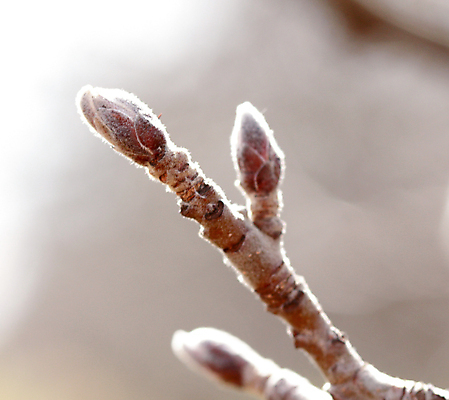 포토 JPG 해외이미지 식물 직업 농업 사람없음 정원 나뭇가지 닫기 사과 과수원 자르기 밭일 원예사 커터 해외포토 나무 산업 과일 모션 파일형식 이미지허브