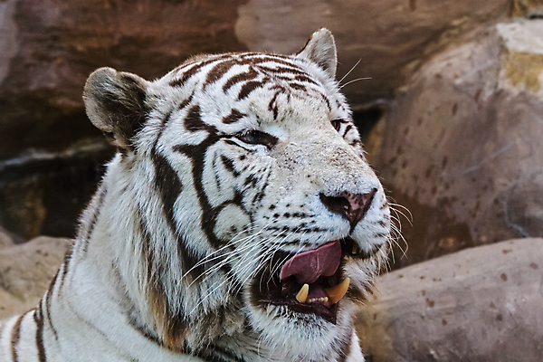 포토 JPG 해외이미지 주간 한마리 야생동물 동물원 근접촬영 사람없음 야외 아웃포커스 맹수 하품 백호 해외포토 자연요소 동물 1 뷰포인트 촬영기법 호랑이 생리현상 파일형식 사방신 이미지허브