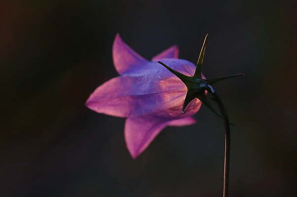 포토 JPG 해외이미지 모양 식물 꽃잎 꽃 백그라운드 꽃무늬 자연 추상 따뜻함 사람없음 빛 컬러풀 햇빛 태양 뷰티 머리 평화 맑음 보라색 화목 침묵 일몰 활발 에너지 종 광선 싱글 유기농 내추럴 강렬 고립 광 캄파눌라 카피스페이스 해외포토 자연요소 웰빙 컬러 컨셉 무늬 날씨 신체부위 노을 소리 공백 생태계 파일형식 이미지허브