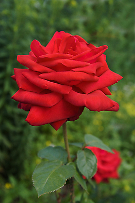 포토 JPG 해외이미지 꽃잎 꽃 줄기 잎 자연 사람없음 빨간색 세로 초록색 뷰티 장미 떨어짐 싱글 해외포토 식물 컬러 컨셉 생태계 파일형식 이미지허브