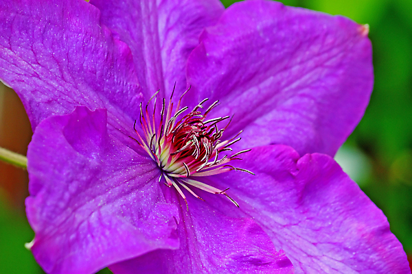 포토 JPG 해외이미지 식물 꽃잎 꽃 잎 자연 사람없음 초록색 파란색 보라색 벚꽃 흰색 해외포토 컬러 생태계 파일형식 이미지허브