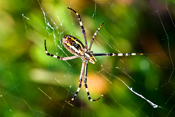 포토 JPG 해외이미지 야생동물 곤충 자연 사람없음 야외 컬러풀 노란색 검은색 줄무늬 벌레 말벌 위험 무서움 육식동물 거미 복부 못생김 해외포토 동물 감정 컬러 컨셉 무늬 신체부위 벌_곤충 생태계 파일형식 이미지허브