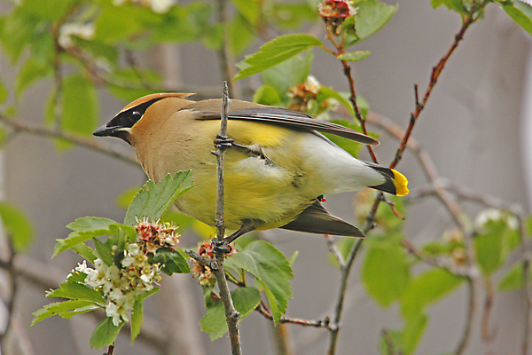 포토 JPG 해외이미지 나무 동물 노래 조류 앉기 사람없음 컬러풀 작음 삼나무 해외포토 식물 음악 컬러 모션 크기 파일형식 이미지허브