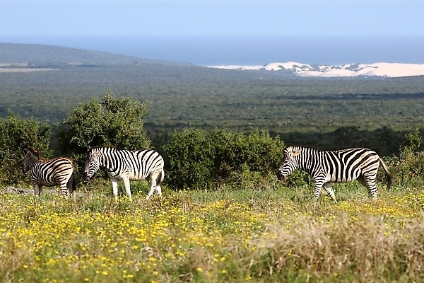 포토 JPG 해외이미지 동물 꽃 야생동물 바다 백그라운드 2 패턴 포유류 관계 아프리카 자연 초식동물 생물 산 서기 사람없음 야외 노란색 환경 검은색 줄무늬 회색 흰색 황무지 사파리 꼬리 얼룩말 갈기 내추럴 동물상 초식 평야 해외포토 식물 나라 컬러 무늬 모션 조형물 말_동물 생태계 파일형식 이미지허브