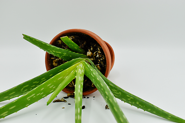 포토 JPG 해외이미지 식물 1 백그라운드 잎 자연 건강 사람없음 치료 빨간색 초록색 약 성장 흰색 떨어짐 냄비 허브 피부관리 싱글 유기농 내추럴 고립 알로에 해외포토 웰빙 컬러 컨셉 의학 뷰티 솥 생태계 파일형식 이미지허브