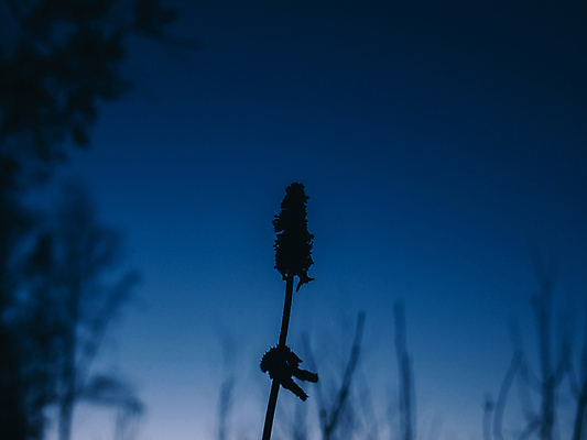 포토 JPG 해외이미지 나무 식물 계절 공원 꽃 유럽 야생동물 여행 백그라운드 꽃무늬 자연 하늘 날씨 산 경사 사람없음 빨간색 초록색 햇빛 태양 일출 정원 황혼 일몰 봄 새벽 하이킹 신선 황무지 저녁 숲 땅 진달래 천국 전국 절정 파라다이스 해외포토 자연요소 동물 공공시설 나라 컬러 무늬 레저 노을 야간 생태계 파일형식 이미지허브