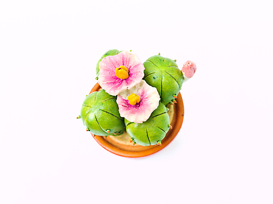 포토 JPG 해외이미지 모델 꽃 선인장 건조 사람없음 초록색 갈색 미니어처 사막 도자기 닫기 냄비 흰배경 고립 해외포토 식물 컬러 백그라운드 모션 모형 흰색 솥 파일형식 이미지허브