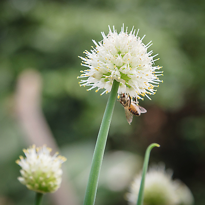 포토 JPG 해외이미지 식물 꽃 줄기 잎 꽃무늬 밭 농업 채소 전구 자연 양파 마늘 씨앗 사람없음 장식 초록색 농작물 정원 성장 벚꽃 흰색 양념 개화 냄비 허브 향신료 유기농 원예 날것 뿌리 부추 꽃수술 밭일 식용 여의주 채식주의자 샬롯 해외포토 웰빙 산업 컬러 무늬 취미 솥 생태계 채식 향미료 파일형식 이미지허브