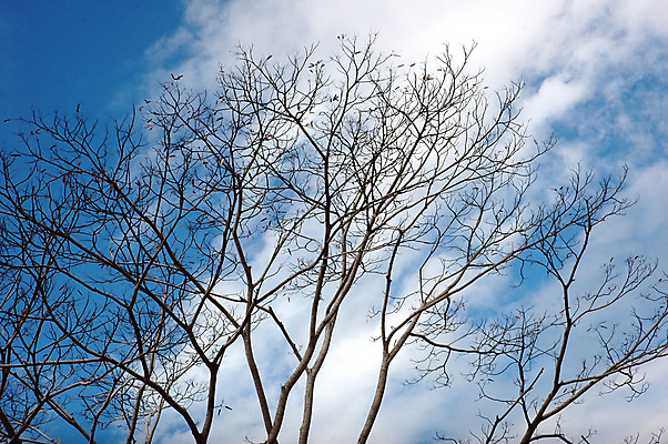 포토 JPG 해외이미지 나무 식물 1 계절 줄기 백그라운드 잎 꽃무늬 자연 하늘 추상 건조 사람없음 야외 목재 장식 갈색 환경 펼침 성장 가을 나뭇가지 죽음 바늘 막대기 숲 시작 싱글 유기농 질감 뿌리 나무껍질 내추럴 벌거벗은 생태학 옛날 처음 생존 해외포토 웰빙 교육 꽃 컬러 무늬 재료 모션 껍질 도구 생태계 파일형식 이미지허브