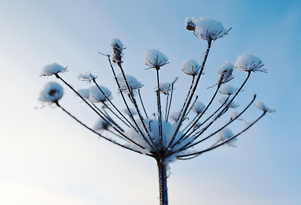 포토 JPG 해외이미지 나무 계절 꽃 여행 백그라운드 겨울 자연 하늘 풍경 사람없음 야외 파란색 뷰티 냉동 얼음 추위 흰색 눈송이 숲 서리 러시아 장면 깊이 제설기 해외포토 자연요소 식물 유럽 컬러 눈_날씨 생태계 제설 파일형식 이미지허브