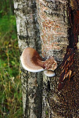 포토 JPG 해외이미지 나무 식물 음식 낙엽 2 패턴 오렌지 우산 자연 사람없음 목재 버섯 회색 성장 흰색 독약 떨어짐 숲 큼 가죽 수집 묘사 질감 러시아 먼지 나무껍질 침엽수 스펀지 내추럴 곰팡이 옛날 캡모자 해외포토 모자_잡화 유럽 컬러 컨셉 잎 무늬 과일 재료 껍질 크기 생태계 파일형식 이미지허브