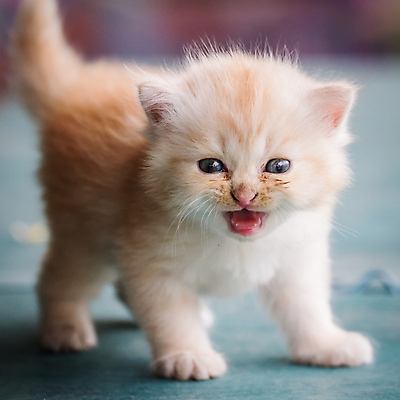 포토 JPG 해외이미지 동물 인형 장난 포유류 수염 털 사람없음 파란색 반려동물 뷰티 노란색 귀여움 고양이 흰색 달콤 모피 꼬리 슛 부드러움 걸레 포인트 솜털 조립 동반자 해외포토 컬러 컨셉 금융 감각 맛 청소도구 파일형식 이미지허브