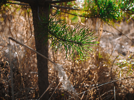 포토 JPG 해외이미지 식물 꽃 줄기 백그라운드 이동 밭 오렌지 자연 하늘 날씨 씨앗 사람없음 야외 빨간색 초록색 물 컬러풀 태양 일출 귀걸이 일몰 봄 젖음 촉촉함 광선 흰색 면 닫기 습지 수분 러시아 장면 북쪽 솜털 내추럴 변소 시베리아 해외포토 자연요소 계절 유럽 컬러 컨셉 농업 과일 장신구 모션 노을 방향 생태계 파일형식 이미지허브
