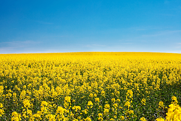 포토 JPG 해외이미지 주간 꽃밭 봄꽃 자연 하늘 사람없음 야외 봄 유채 유채밭 해외포토 자연요소 계절 꽃 밭 생태계 파일형식 이미지허브