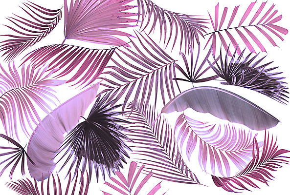 포토 JPG 해외이미지 나무 식물 디자인 선 백그라운드 잎 패턴 곡선 일러스트 부분 자연 추상 숙이기 손바닥 사람없음 초록색 여름 숫자 검은색 스파 성장 흰색 나뭇가지 주름 가장자리 숲 심볼 아치 코코넛 정맥 국경 해외일러스트 문자 손 계절 컬러 포즈 무늬 과일 둘레 생태계 혈관 파일형식 이미지허브