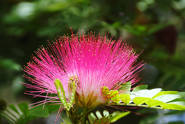 포토 JPG 해외이미지 나무 식물 계절 꽃 야생동물 분홍색 백그라운드 잎 꽃무늬 패턴 자연 사람없음 빨간색 초록색 여름 뷰티 봄 활발 성장 벚꽃 나뭇가지 개화 가시 수분 부드러움 솜털 아카시아 해외포토 동물 컬러 컨셉 무늬 감각 생태계 파일형식 이미지허브
