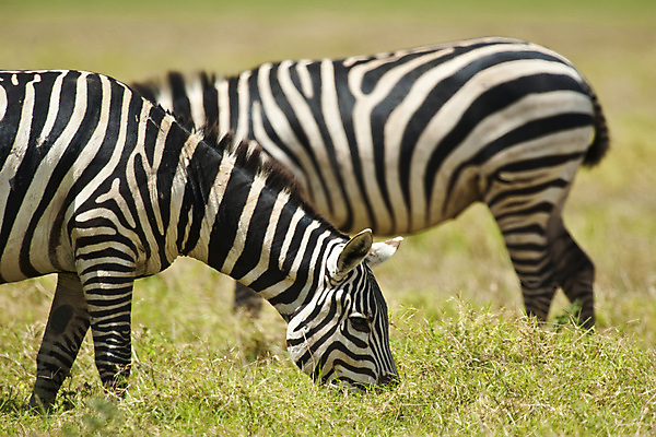 포토 JPG 해외이미지 야생동물 포유류 아프리카 흑백 국립공원 초원 사람없음 가로 줄무늬 얼룩말 케냐 해외포토 동물 공원 나라 무늬 촬영기법 말_동물 파일형식 이미지허브