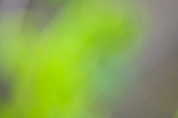 포토 JPG 해외이미지 식물 디자인 공원 백그라운드 컨셉 잎 패턴 밭 자연 추상 풍경 사람없음 아웃포커스 초록색 빛 컬러풀 태양 뷰티 정원 보케 내추럴 블러 효과 해외포토 자연요소 공공시설 컬러 무늬 농업 촬영기법 생태계 파일형식 이미지허브