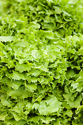 포토 JPG 해외이미지 식물 음식 백그라운드 잎 다이어트 채소 재료 자연 건강 식이요법 사람없음 초록색 여름 식사 봄 샐러드 신선 상추 먹기 유기농 섬유 내추럴 채식주의자 해외포토 웰빙 계절 컬러 모션 직물 생태계 채식 파일형식 이미지허브