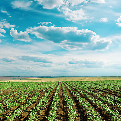 포토 JPG 해외이미지 식물 계절 산업 지구 선 백그라운드 밭 농업 자연 하늘 추상 해바라기 사람없음 야외 초록색 파란색 빛 햇빛 뷰티 농장 환경 성장 시골 신선 땅 장면 공상 천국 줄서기 수평선 해외포토 꽃 컬러 무늬 모션 태양 생태계 파일형식 이미지허브
