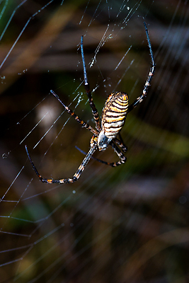 포토 JPG 해외이미지 야생동물 곤충 자연 사람없음 야외 컬러풀 노란색 검은색 줄무늬 벌레 말벌 위험 무서움 육식동물 거미 복부 못생김 해외포토 동물 감정 컬러 컨셉 무늬 신체부위 벌_곤충 생태계 파일형식 이미지허브