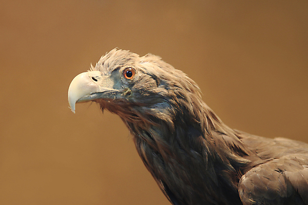 포토 JPG 해외이미지 동물 야생동물 자연 조류 동물원 사람없음 갈색 머리 힘 용기 깃털 부리 독수리 고립 웅장함 해외포토 그릇 컬러 신체부위 생태계 파일형식 이미지허브