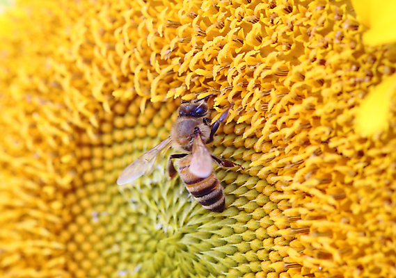 포토 JPG 해외이미지 식물 계절 꽃잎 꽃 곤충 백그라운드 잎 꽃무늬 밭 농업 오렌지 자연 하늘 추상 해바라기 씨앗 사람없음 가로 초록색 파란색 햇빛 태양 뷰티 노란색 정원 맑음 봄 활발 흰색 시골 황금 꽃가루 내추럴 고립 해외포토 자연요소 동물 산업 컬러 컨셉 무늬 과일 날씨 가루 생태계 파일형식 이미지허브