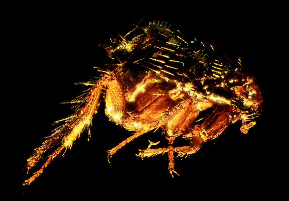 포토 JPG 해외이미지 동물 1 곤충 현미경 성인 사람없음 빛 반려동물 갈색 검은색 고양이 가시 해충 벌레 질병 생물학 토막 알레르기 해외포토 교육 컬러 포유류 의학 실험기구 사람 파일형식 이미지허브